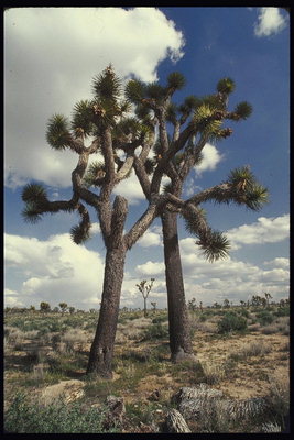 Калифорнийские деревья