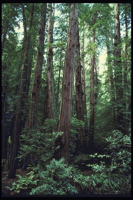 Калифорнийский лес