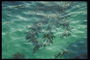 Ветка кустарника в зелёной воде океана