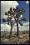 Калифорнийские деревья