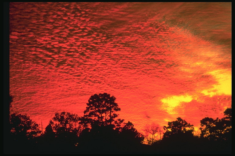 Florida. Liesma-sarkans saulrieta