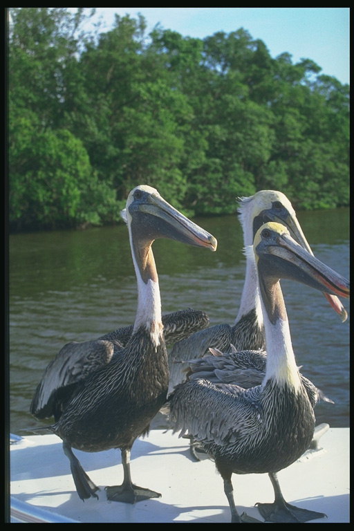 Three pelicans on the yacht
