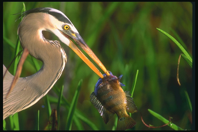 魚を食べる鳥