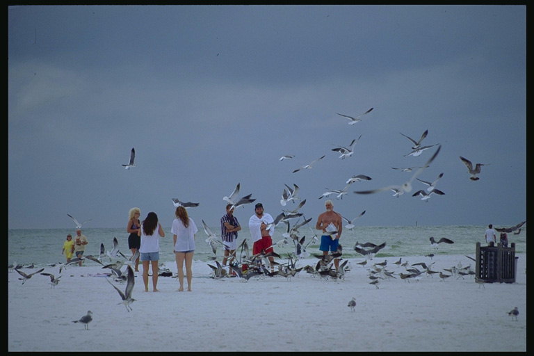 Florida. On the shore of the ocean, people are fed gulls