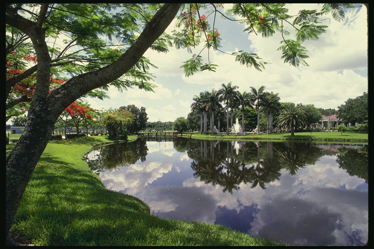Florida. Sidan av floden. Träd och grönt gräs