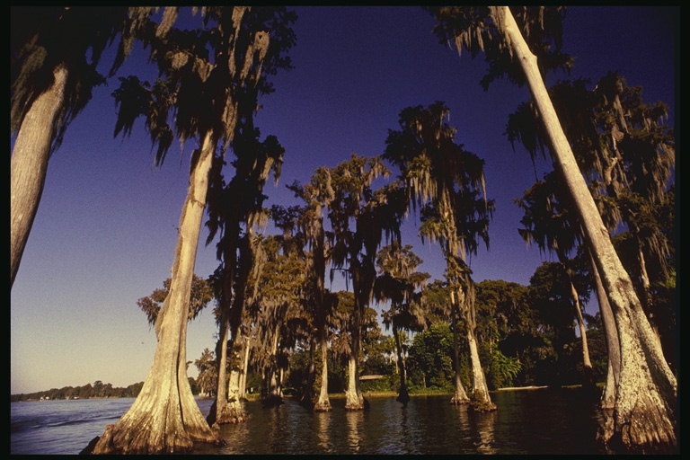 Florida. Cây xanh trong nước