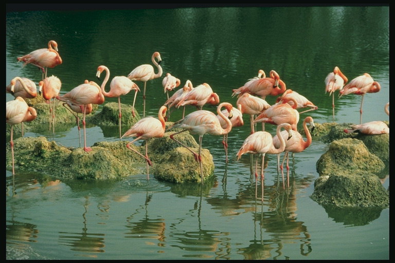 Флорида. Розовые фламинго в озере