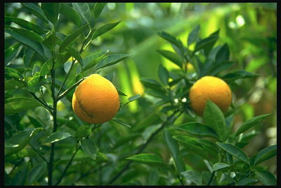 Pomaranča