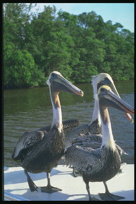 Drei Pelikane auf der Yacht