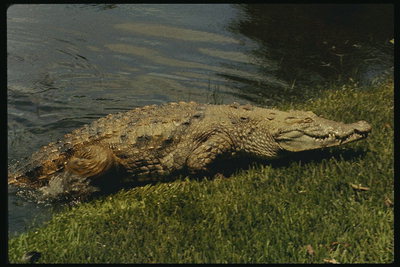 Florida. Crocodile zahřeje na břehu řeky