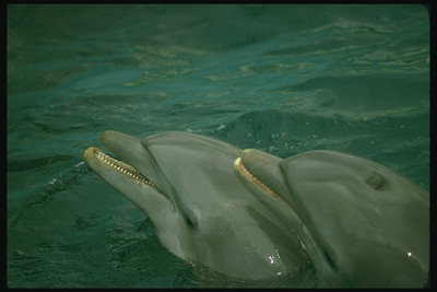 Флорида. Два дельфина в море