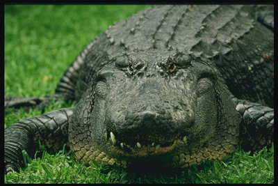 Флорида. Крокодил на траве