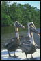 สาม pelicans บนเรือยอช์ท