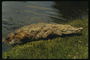 Floride. Crocodile réchauffe le côté de la rivière