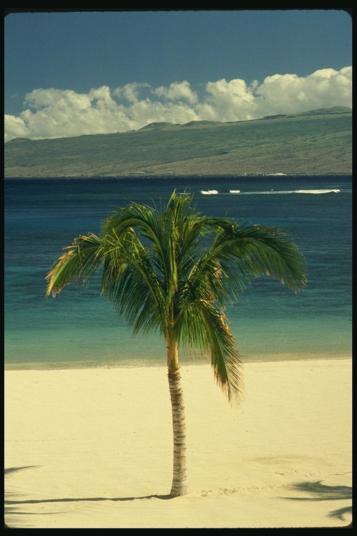 Пальма на берегу океана