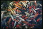 Стая разноцветных рыб