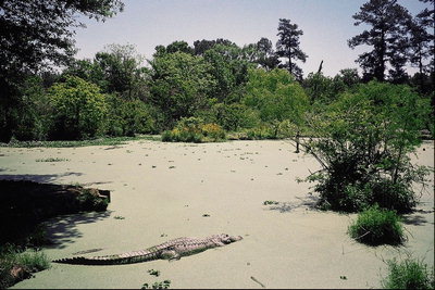 Крокодил на теплом светлом песке