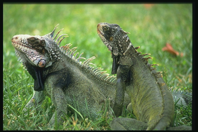 ทั้งสอง lizards ในหญ้า
