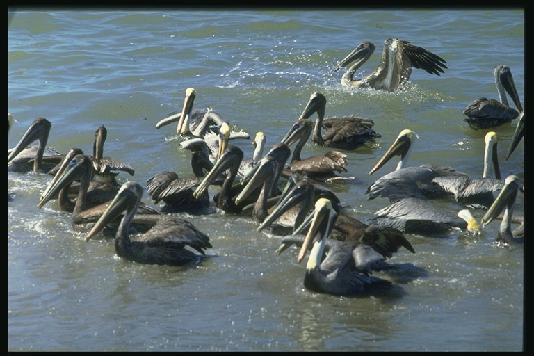 Schwarze Vögel im Bereich der Wasser-Schwimmen