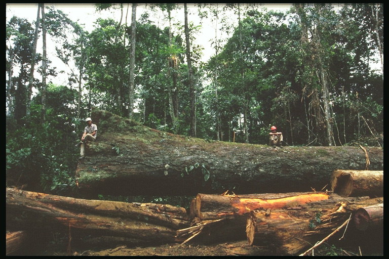 Metsien hävittäminen