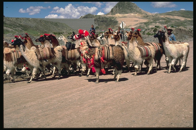 一群骆驼在山区