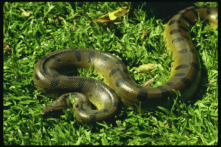 Constrictor on the grass