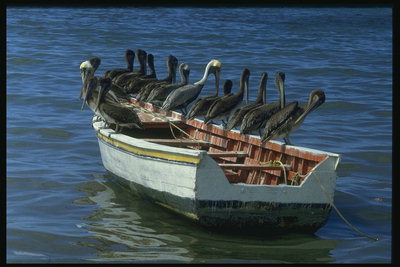 الطيور جالسا على متن قارب