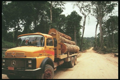Un automóvil cargado de troncos
