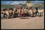 Kudde kamelen in de bergen