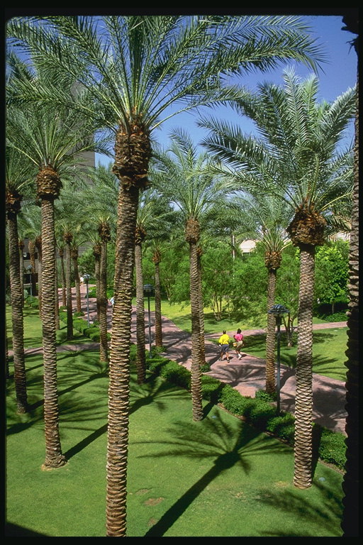 The park with palm trees