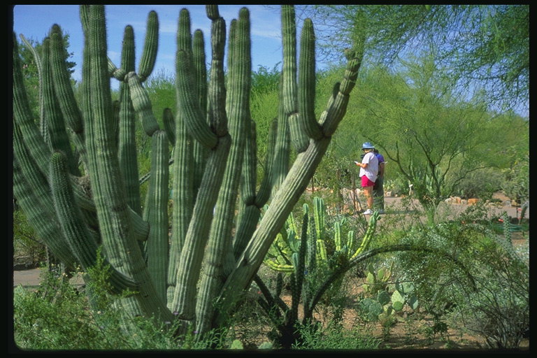 Enormes cactus