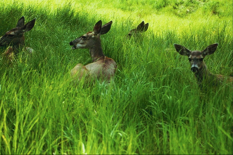 Deer v trávě