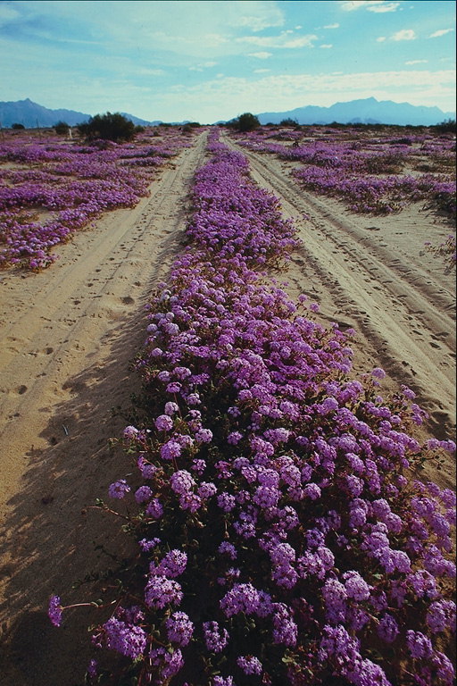 Фиолетовые цветы растущие на песке