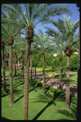 The park with palm trees