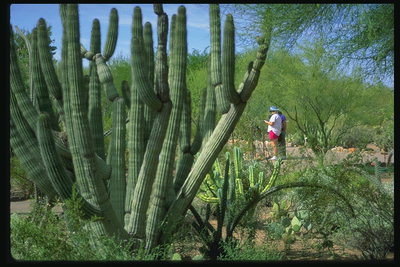 Obrovské kaktusy
