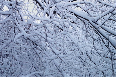 Ветки деревьев засыпанных снегом