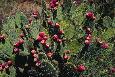 Цветущие кактусы с красными цветами