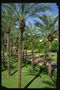 Parken med palmer