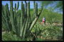 Enorme cactussen