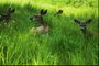 Deer în iarbă