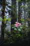 Ветка кустарника с распустившимся розовым цветком