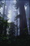 Forêt dans le brouillard