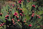 Цветущие кактусы с красными цветами