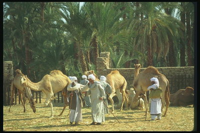 Отдых Торговля верблюдами