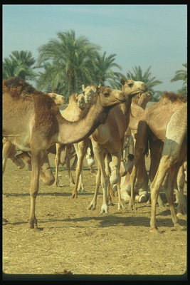 Египет. Группа верблюдов