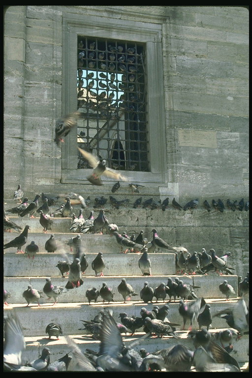 Голуби сидящие на ступеньках у храма