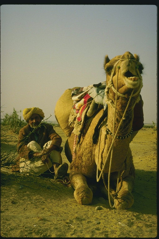 Верблюд с наездником отдыхают в пустыне