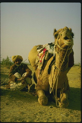 Верблюд с наездником отдыхают в пустыне