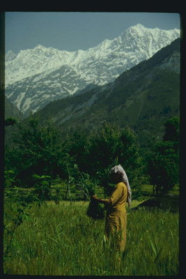 Женщина собирающая урожай на поле в горной долине