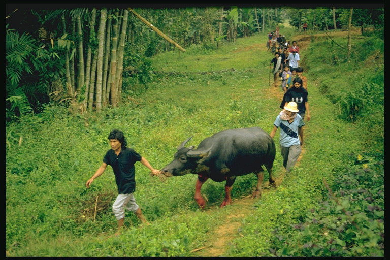 Люди ведут чёрного быка через тропики